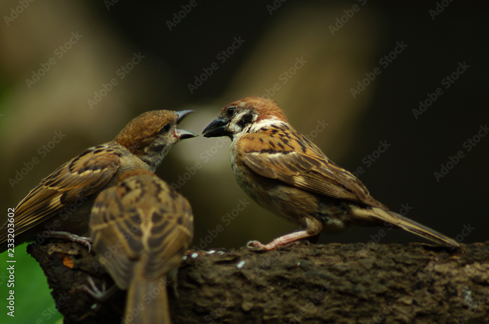 Philippine Maya Bird Or Eurasian Tree Sparrow Or Passer Montanus Perching On A Tree Branch Mouth Feeding Other Bird Stock Photo Adobe Stock
