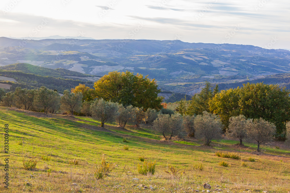 Magnificent Tuscany landscape with olive trees on hills in sunlight, Italy