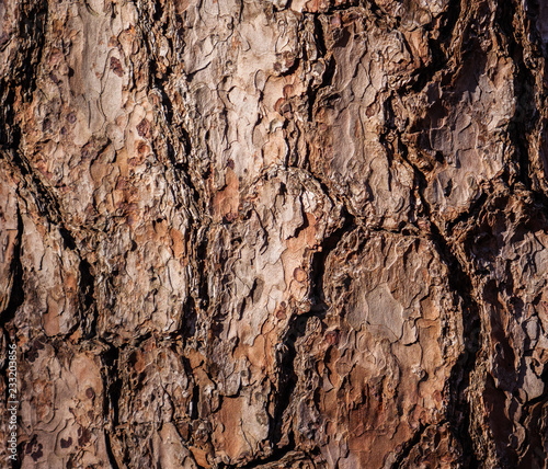 Tree bark texture closeup. Selective focus.