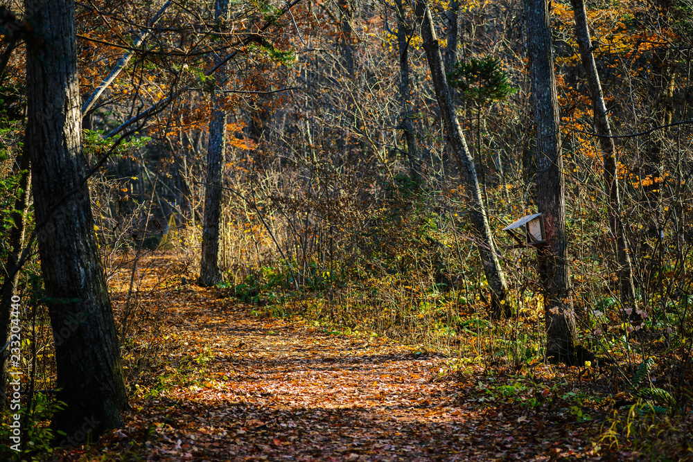 Autumn in forest - mysterious alley. Autumn in forest - mysterious alley.