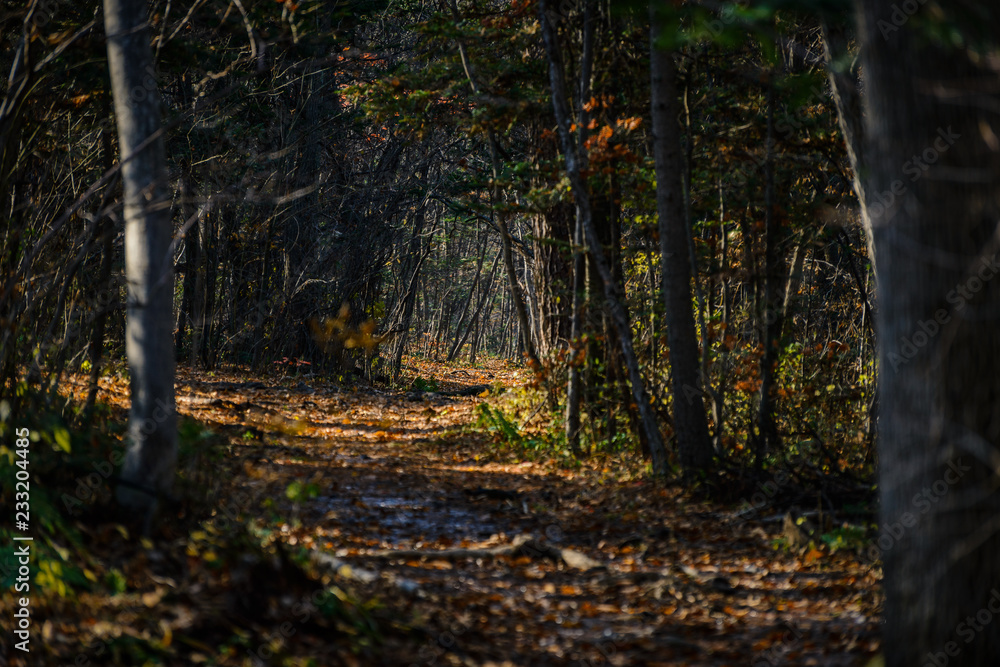 Autumn in forest - mysterious alley. Autumn in forest - mysterious alley.