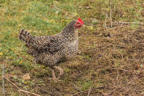 The Dominique,also known as Dominicker or Pilgrim Fowl,is a breed of chicken.Dual-purpose,eggs and meat.Domestic bird walk on the lawn of the farm. photo