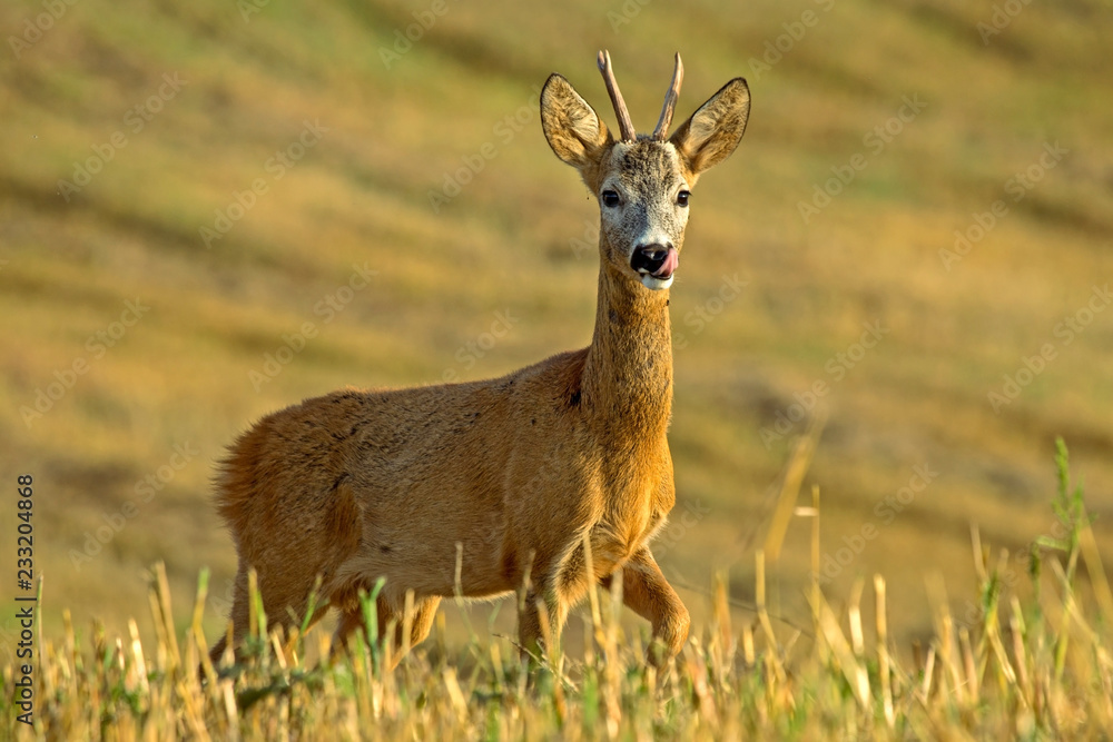 Close-up of young roe deer in the field. Roe deer (Capreolus capreolus), male. Early autumn in the Eastern Lithuania.