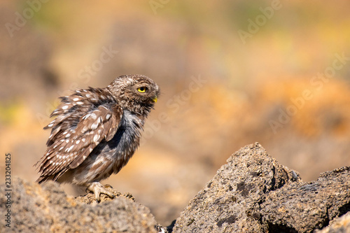 Little owl  Athene noctua  fluffed its feathers