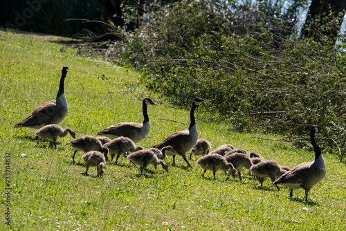 Bernache du Canada,.Branta canadensis, Canada Goose photo