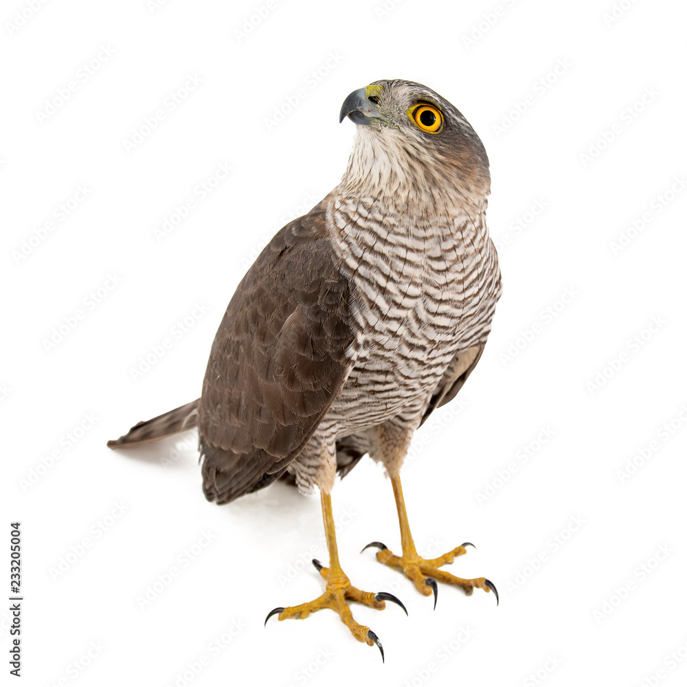 Obraz premium Eurasian Sparrowhawk (Accipiter nisus) female. Isolated on white