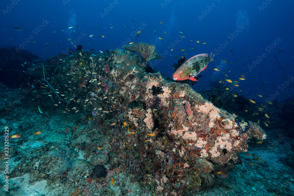 Obraz premium Parrot Fish foraging on the reef