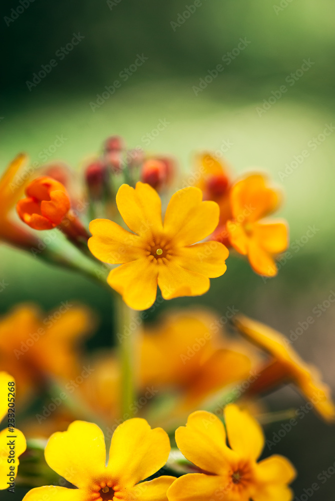 Tiny Orange Flowers