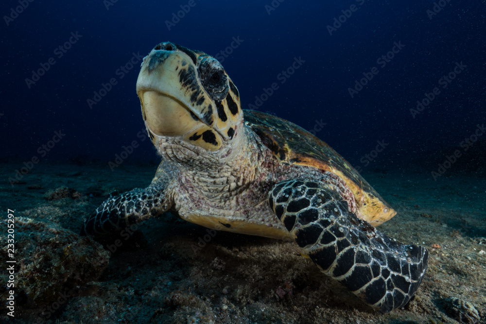 Hawksbill Turtle Resting Hawksbill Turtle Resting