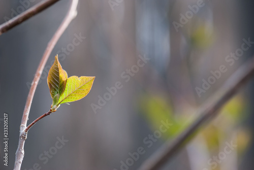 Spring Choke Cherry Leaves