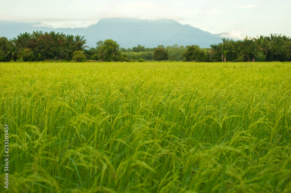 Obraz premium rice field