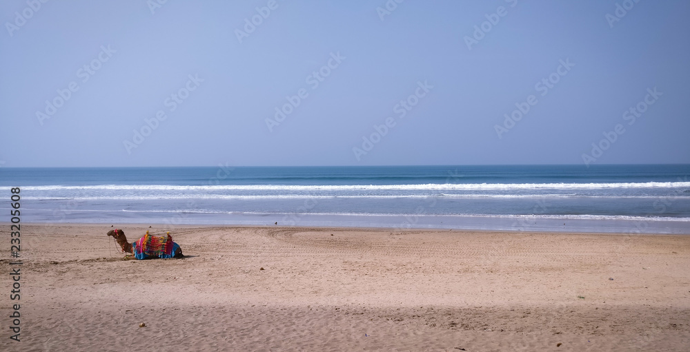 Camel at beach 