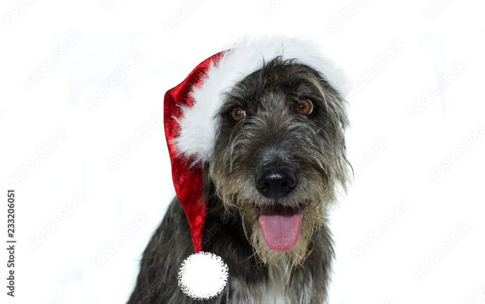 Fototapeta HAPPY PUREBRED DOG CELEBRATING CHRISTMAS PARTY DRESSING A RED SANTA CLAUS HAT. ISOLATED SHOT AGAINST WHITE BACKGROUND