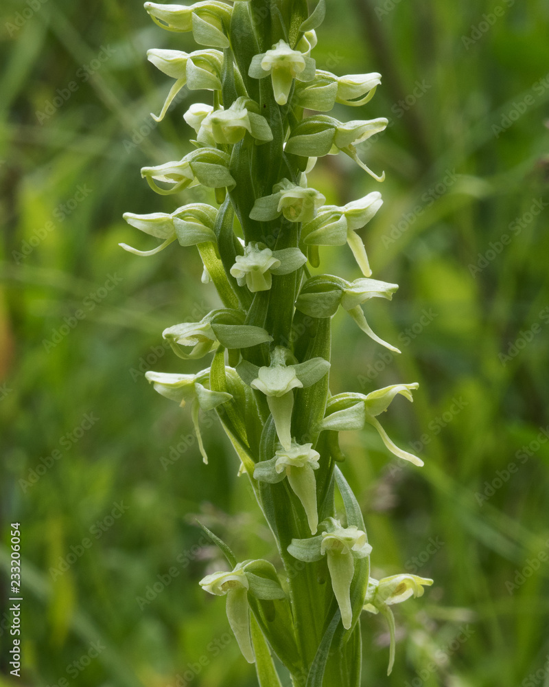 Fototapeta premium Northern Green Bog Orchid