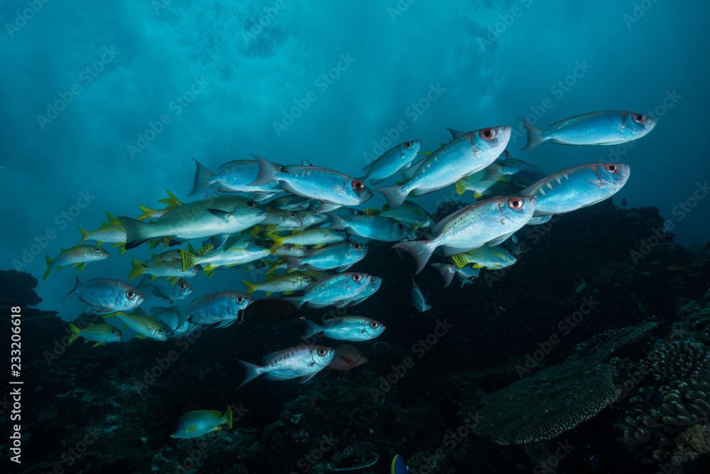 Fototapeta premium Big eyes sheltering from the swell.