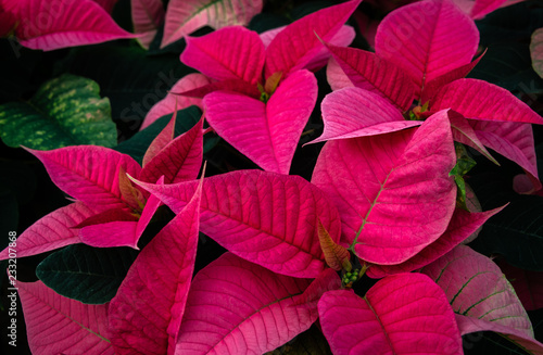 fuchsia poinsettia flower 