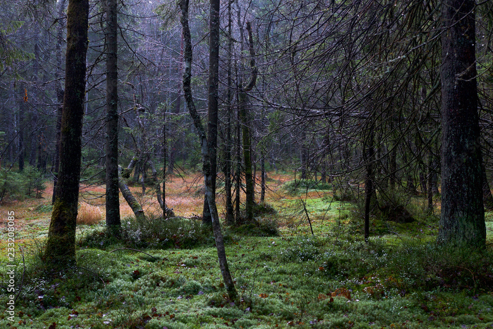 In the forrest after the rain. The trees are full of droplets and the woodland is amazing green. In the forrest after the rain. The trees are full of droplets and the woodland is amazing green.