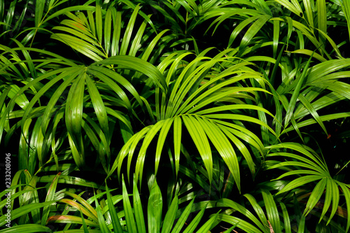 green palm leaves patterns in rain forest - light and shadow