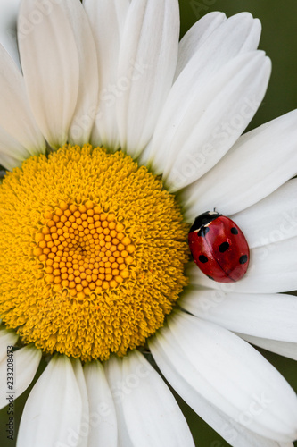 ladybug on daisy flower