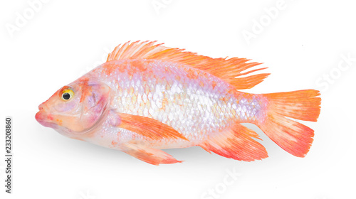 Ruby fish or Red Tilapia Fish isolated on white background.