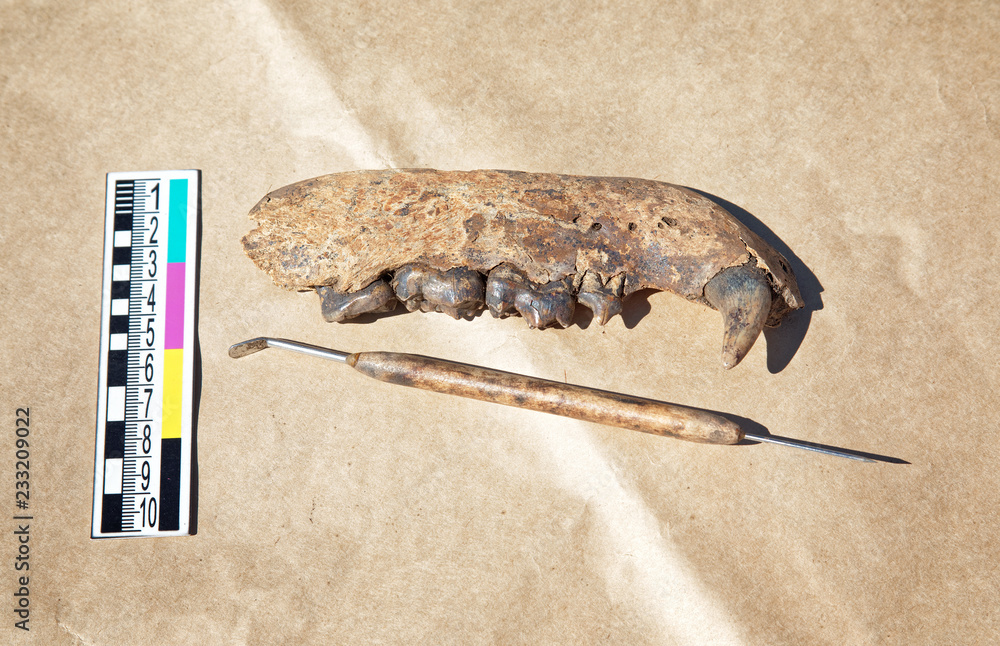 Archaeological find - the remains of the jaw of medieval bear