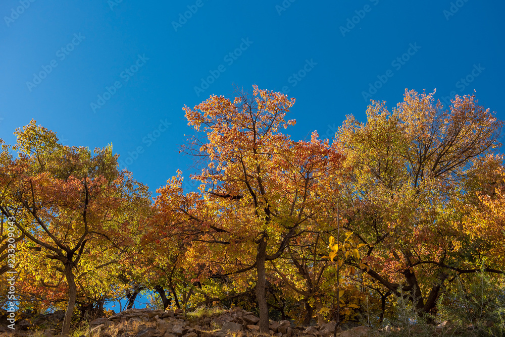 Autumn at Nagar Valley. Northern Area Pakistan Autumn at Nagar Valley. Northern Area Pakistan