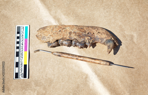 Archaeological find - the remains of the jaw of medieval bear