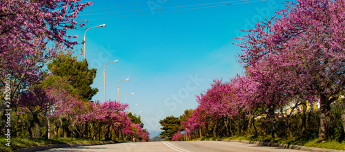 Almond tree spring flowers