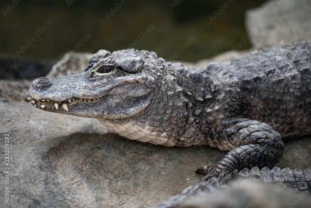 Alligator - Closeup hi-res of endangered Yangtze Chinese species Alligator sinensis from the side Alligator - Closeup hi-res of endangered Yangtze Chinese species Alligator sinensis from the side