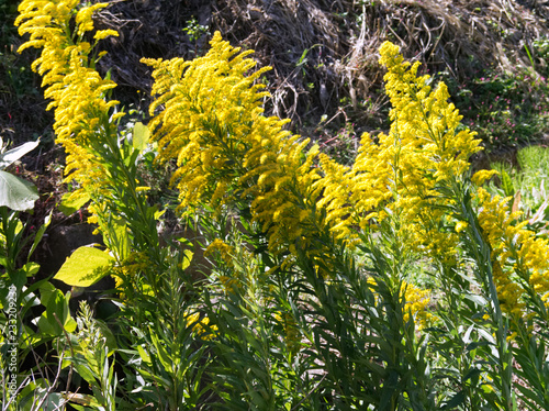 ブタクサの花 Stock Photo Adobe Stock