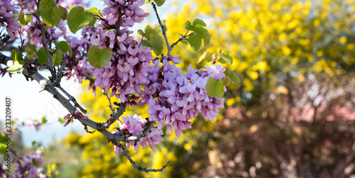 blooming cherry tree