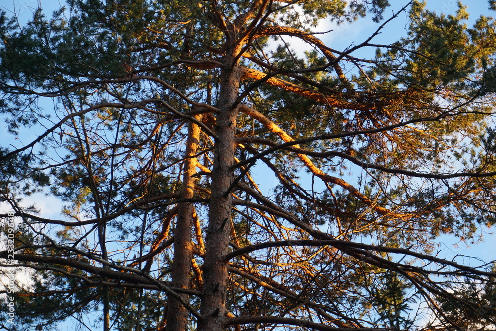 Fototapeta premium letzte Sonnenstrahlen auf Kiefernästen