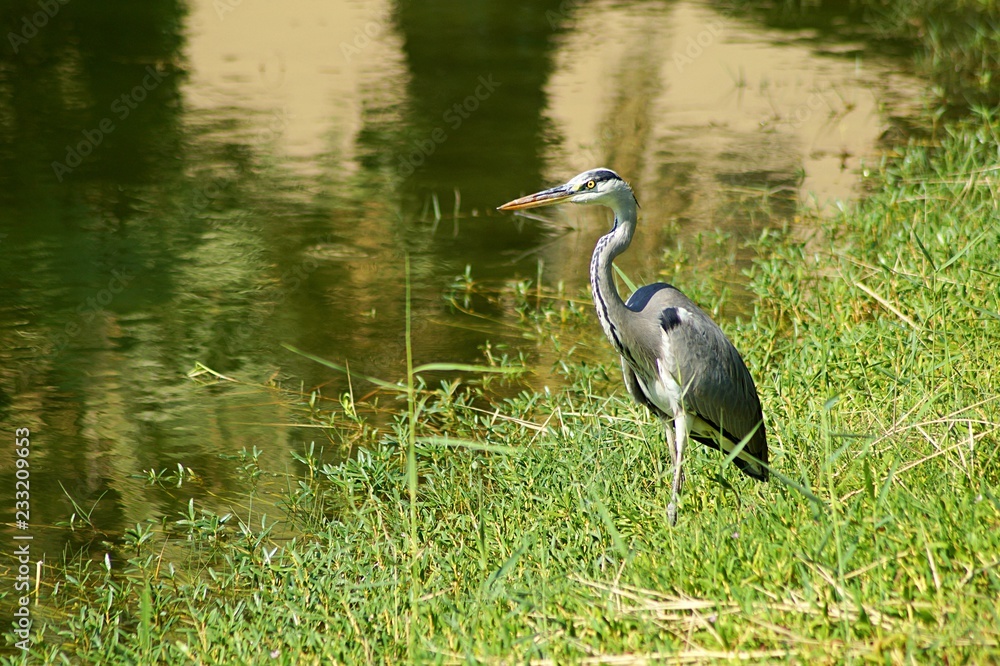 Naklejka premium great blue heron