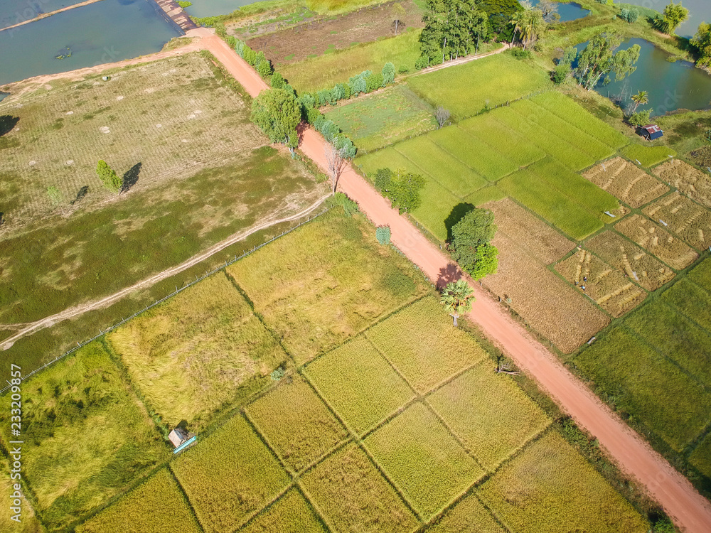Fototapeta premium Aerial view green Rice paddy filed from above, farm and agricultural land at countryside in Thailand.