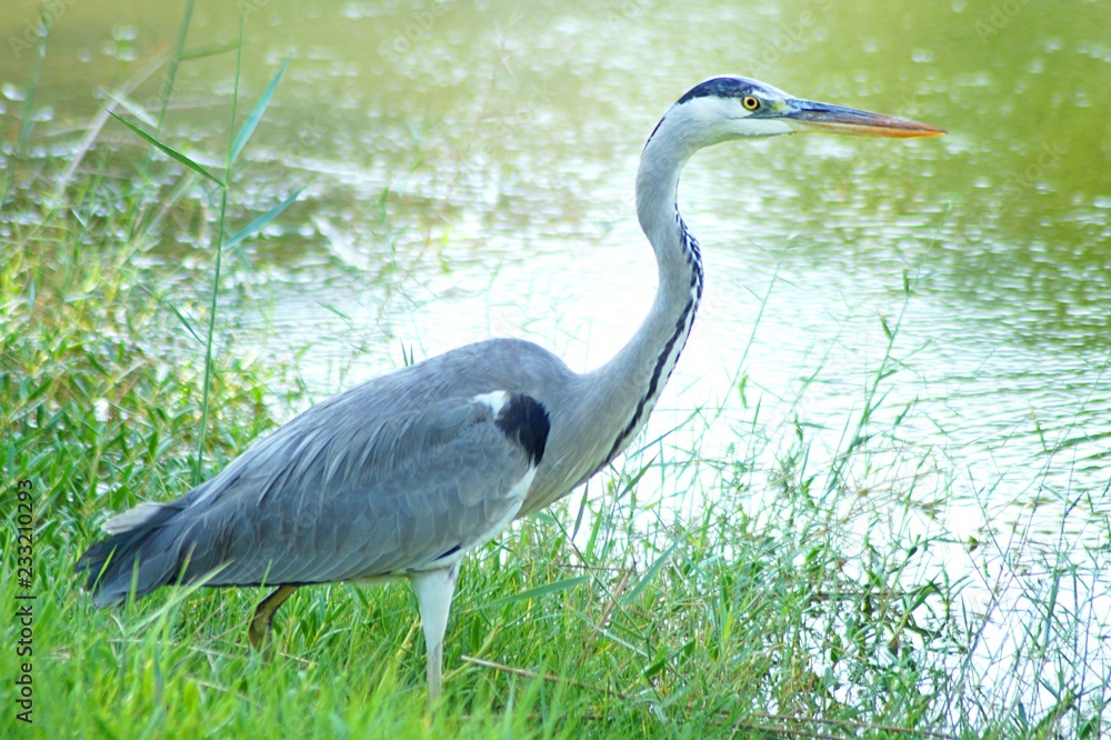 Obraz premium great blue heron