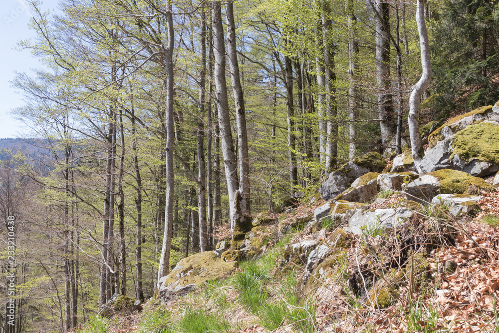 Schwarzwald bei Todtnauberg Schwarzwald bei Todtnauberg