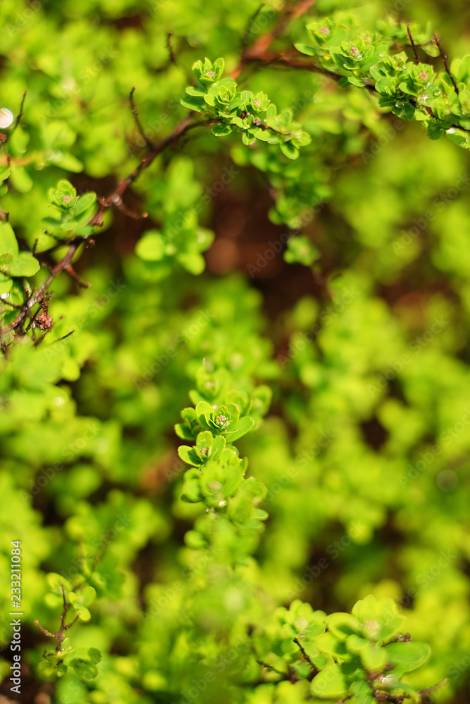 green vibrant boxwood bush texture sprig with round small leaves green vibrant boxwood bush texture sprig with round small leaves