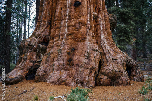 Huge tree in Sequoia National Park, California, USA