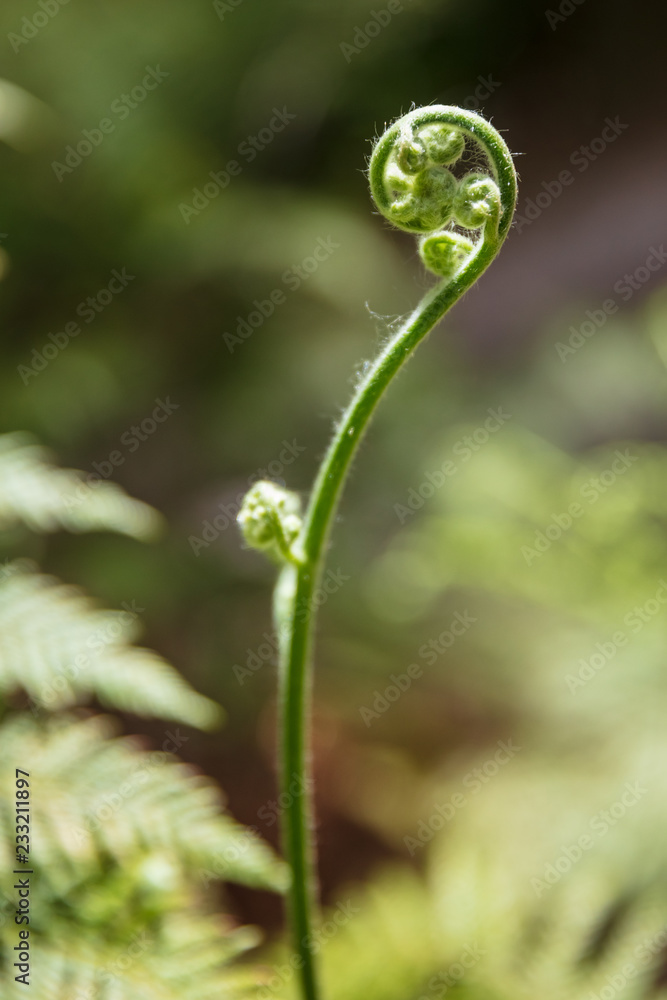 Curled fern leaves in Wilsons Promontory national park, Victoria, Australia