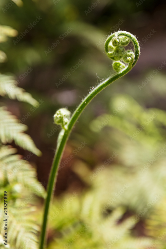 Curled fern leaves in Wilsons Promontory national park, Victoria, Australia Curled fern leaves in Wilsons Promontory national park, Victoria, Australia