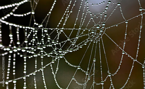 Spinnennetz mit Tautropfen