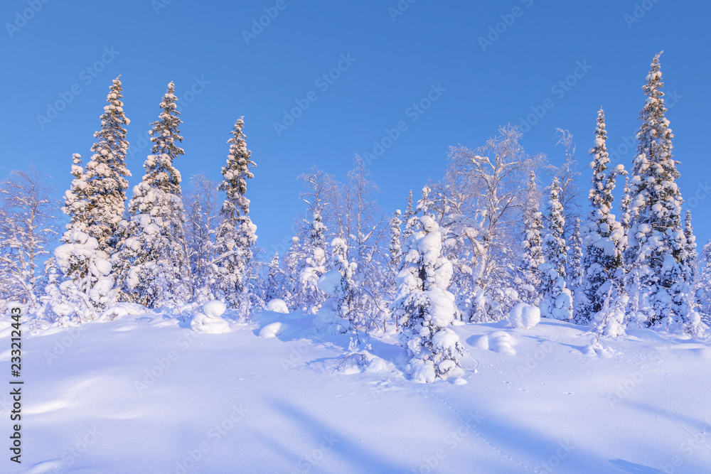 The beautiful winter forest of snow coated trees The beautiful winter forest of snow coated trees