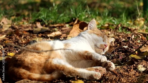 Red cat dozing on dry land under the last warm rays of the autumn sun