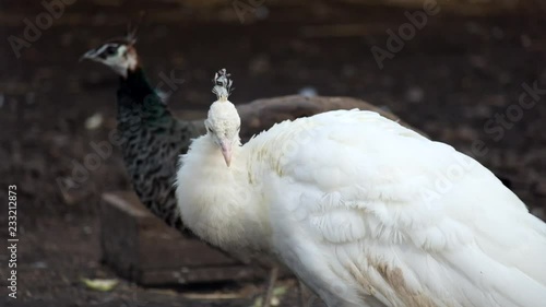 White Indian peafowl cleans its feathers (Pavo cristatus)