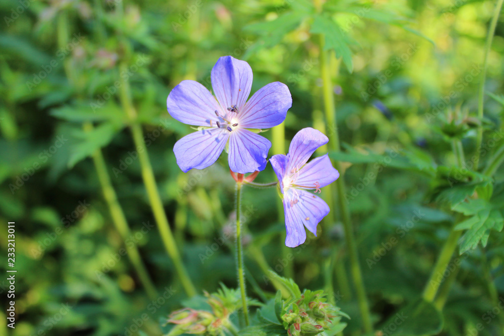 Forest geranium blue flower on green background