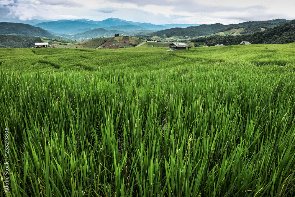 Panorama landscape, Green Paddy Field with cloudy sky in north of Thailand