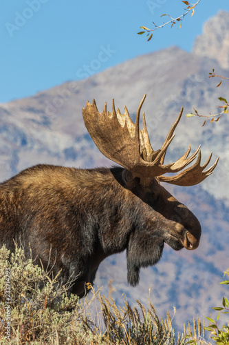 Bull Shiras Moose in Fall in the Tetons photo