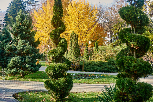 Gingko biloba, covered with autumn yellow, golden leaves among firs and trees and cropped evergreen thuja and junipers. In the foreground the yucca is a glorious and outlandishly trimmed mozhevelnik. photo