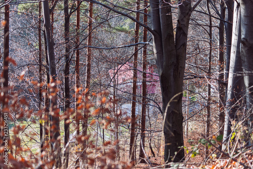 Fototapeta Naklejka Na Ścianę i Meble -  Beskidy Żywieckie