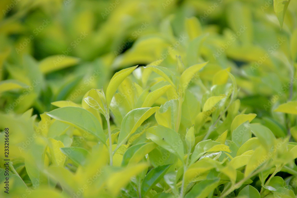 Leaves of sunlight are sent down,green leaf background pattern. Leaves of sunlight are sent down,green leaf background pattern.